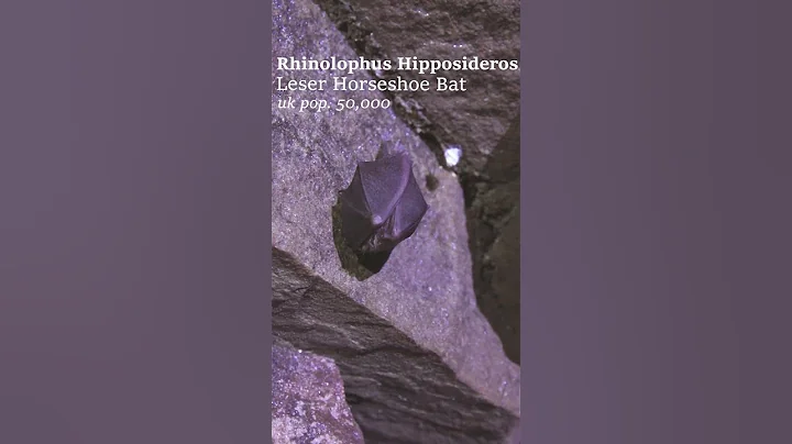 sleeping bat in a cave #shorts #documentary #wildlife #ecology #rewilding #biology