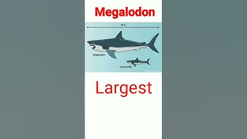 Megalodon the ultimate Apex predator of All time #trending #popular #short #megalodon