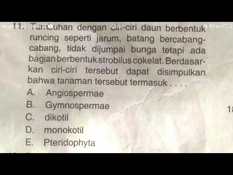 Video: Tumbuhan apa yang memiliki daun berbentuk jarum?