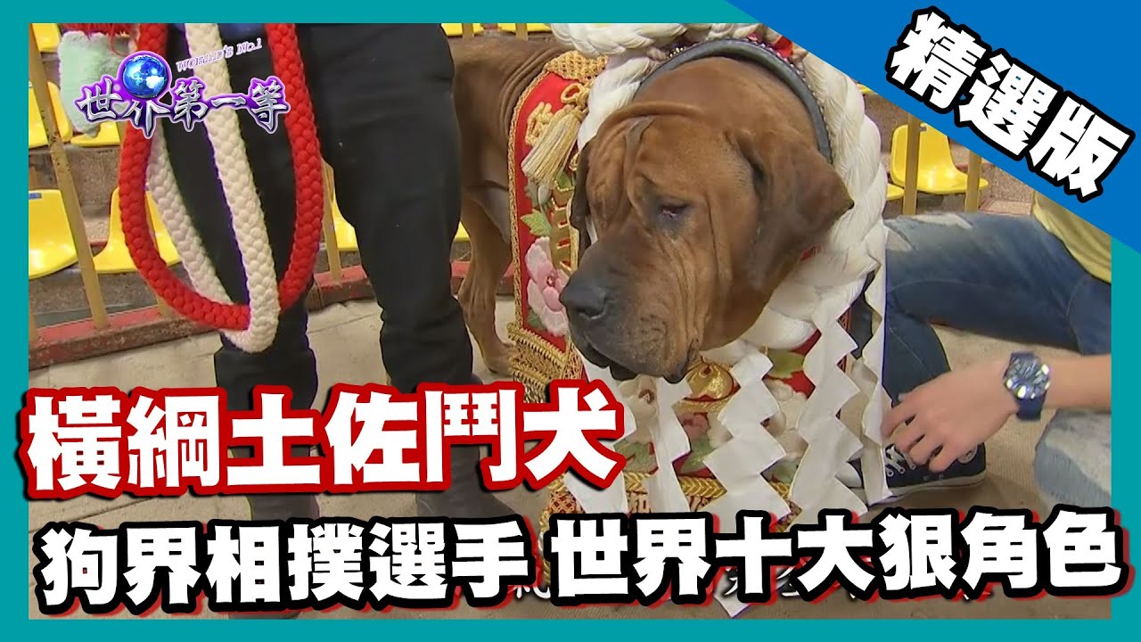 土佐犬の動画 画像 動画検索 マイルドサイト