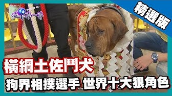 土佐犬 Youtube