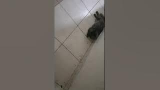 Little animals cat so cut / #bigo #live #no like subscribe1000 ππ΄