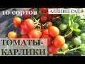 10 лучших сортов томатов для балкона / Ампельные томаты / Особенности выращивания