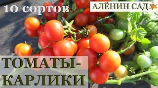 10 лучших сортов томатов для балкона / Ампельные томаты / Особенности выращивания