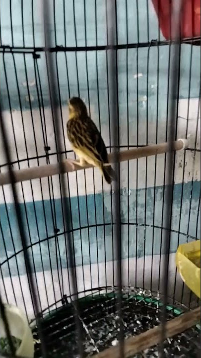 memilih anakan manyar jantan #burung