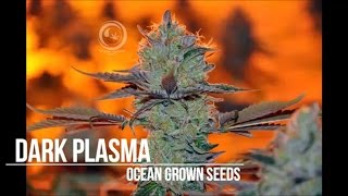 Dark Plasma - SIP's Dimension - Episode 4 - Day 38