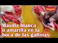 Como curar la TRICOMONIASIS en las gallinas | Tratamiento y recomendaciones | Granja San Lucas