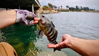 CATCH FISH under a  bridge
