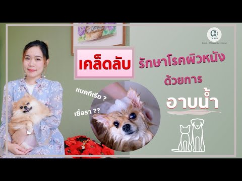 วีดีโอ: 8 จากแชมพูสำหรับสุนัขที่ดีที่สุดสำหรับผิวบอบบาง