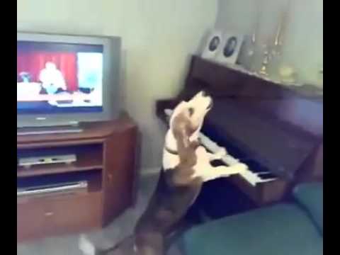 უნიჭიერესი პიანისტი / unichieresi pianisti ნახეთ