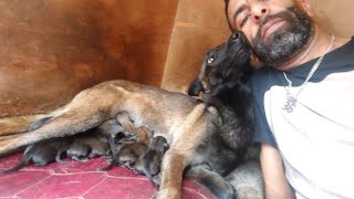 بعيدا عن الحمام الزاجل 🕊فيديو وتوليعة من نوع آخر 🐕🐶من مرحلة الولادة إلى مرحلة أول وجبة ✌️فرجة ممتعة