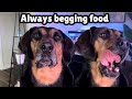 Begging food after eating and she still HUNGRY | Dog Bella Strategy to be look Sorry