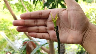 Mango Grafting result after 10 days /आम कलम के नतीजे १० दिन बाद