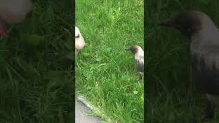 English Bull Terrier Vs A Crow