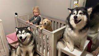 Baby Won't Sleep Without Her Dogs By Her Side! (Cutest Ever!!)