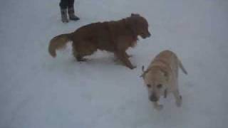 dogs and snow