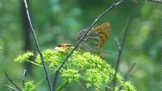 Утро в лесу. Morning in the woods