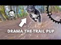 Drama the MTB Trail Dog - The worst