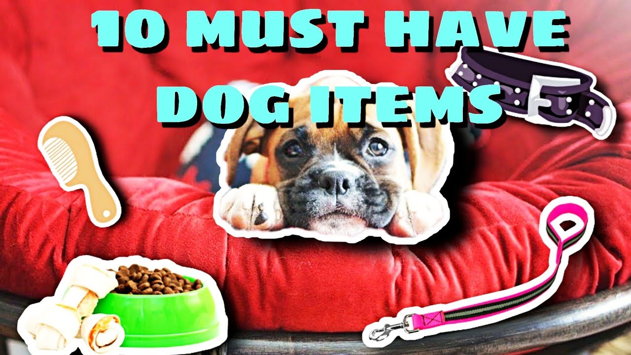 10 MUST HAVE Dog Items | Dogs As Art