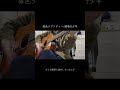 超飛行少年の「銀色ラプソディー」を少し弾き語りしました!#銀色ラプソディー #超飛行少年 #弾き語り #アコギ弾き語り