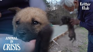 Save Puppies Living in Drain To Prevent From Further Killing l Animal in Crisis Ep 342