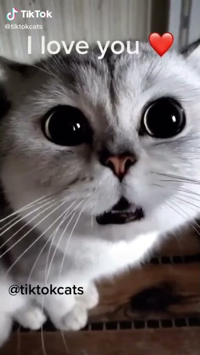 mau mau