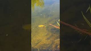 How to catch fish? #nature