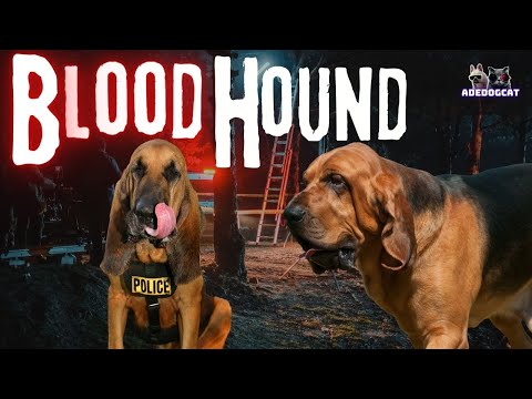 Vídeo: Como os bloodhounds receberam esse nome?