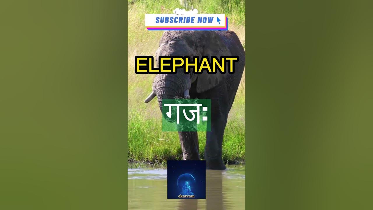 types-of-animals-in-sanskrit-types-of-animals-learn-sanskrit