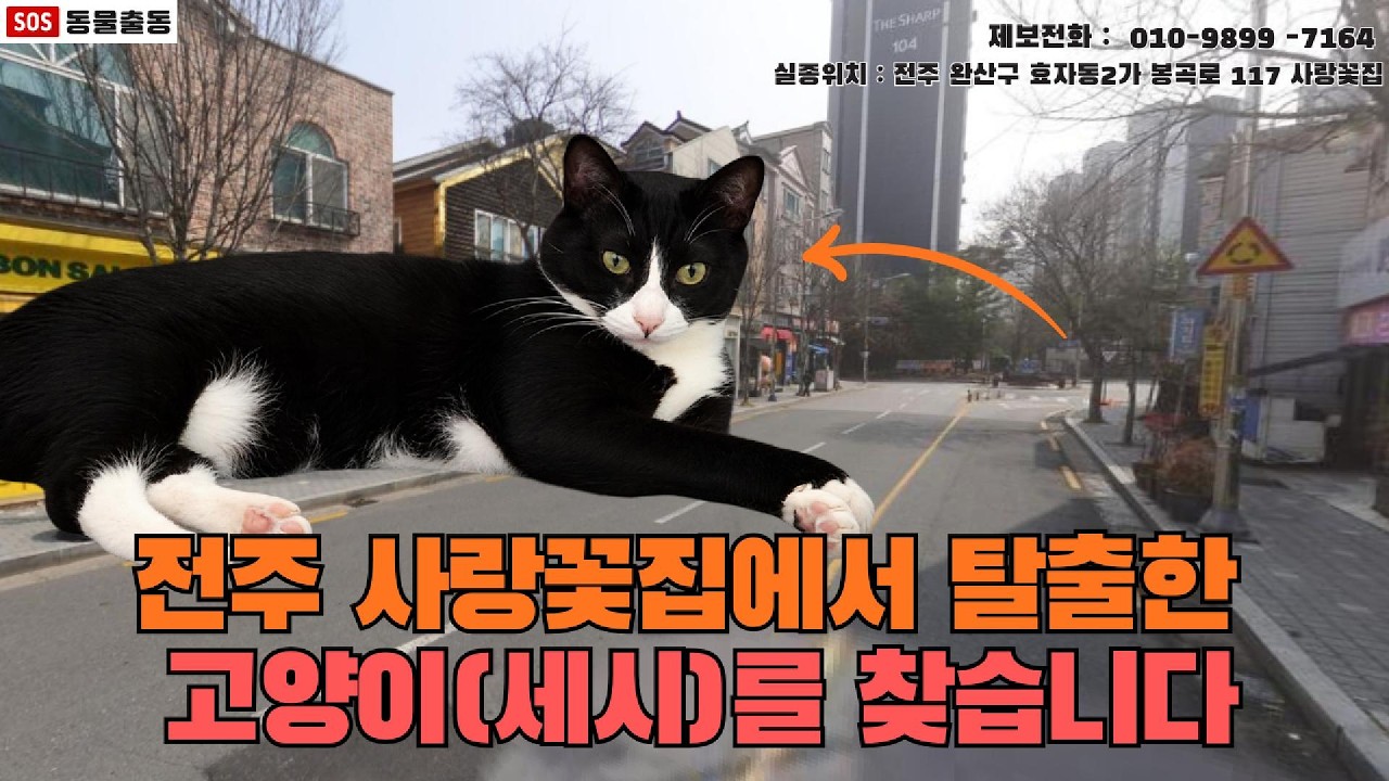 [고양이탐정] 전북 전주시에서 잃어버린 고양이 세시를 찾습니다. (전주시 실종동물 방송) 