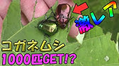 アシナガコガネ リターンズ もう飛ぶのが下手とは言わせない Youtube アシナガコガネ リターンズ もう飛ぶのが下手とは言わせない Youtube