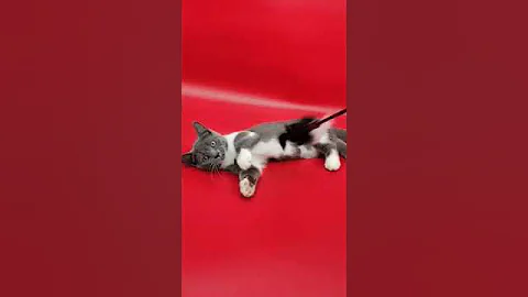 Video 7028271: munchkin kitty, munchkin kittens love, munchkin cat, eyes kitty, breed