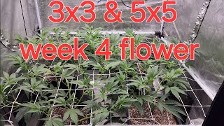 Autopot 3.9 with Exotic Genetix Lazer Fuel and ZP Strains Dope boy. #Autopot