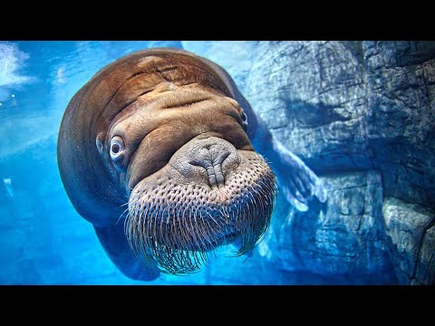 Океанариум в Санкт-Петербурге. Oceanarium in Saint-Petersburg🐬