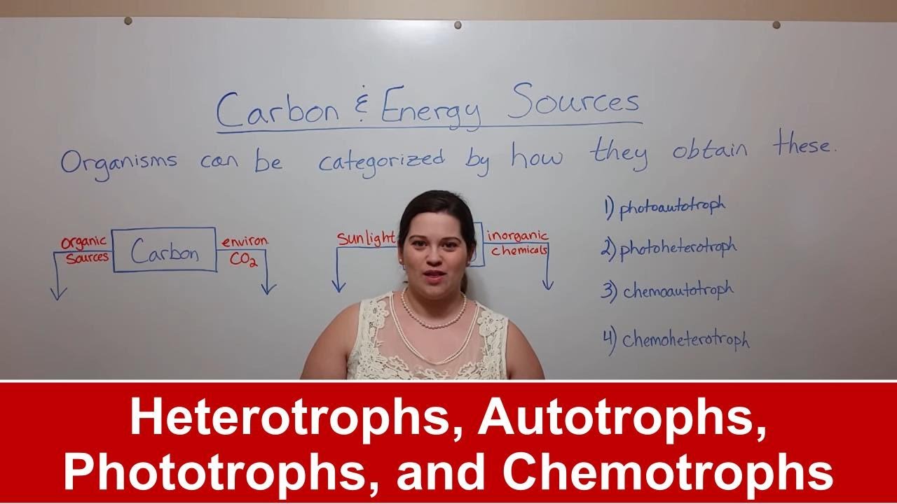 Heterotrophs, Autotrophs, Phototrophs, And Chemotrophs