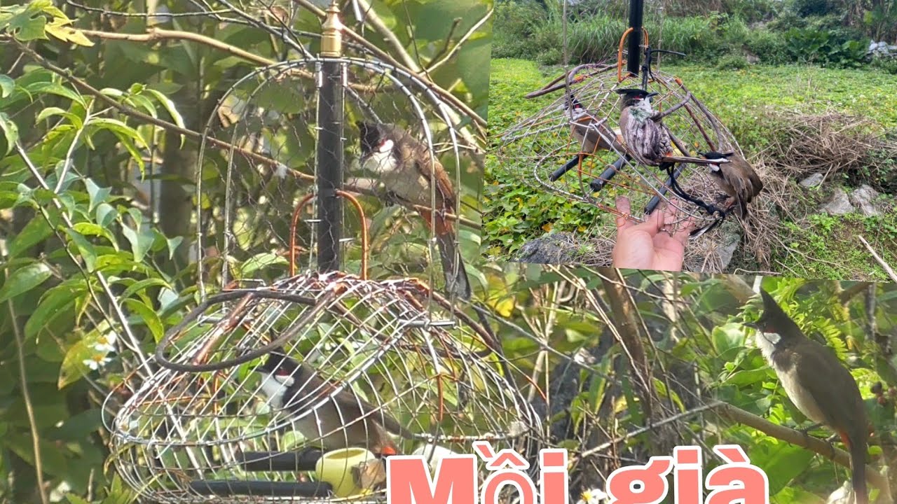 B.ẫy chào mào|Mồi già thu phục bổi đẹp 10p đầy kịch tích |Huy sky