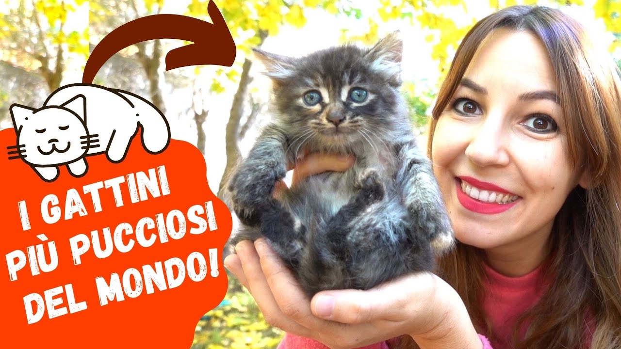 GATTINI APPENA NATI!