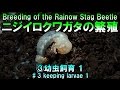 ニジイロクワガタの繁殖 ③幼虫飼育 １ / Breeding of the Rainbow Stag Beetle ♯3 keeping larvae 1