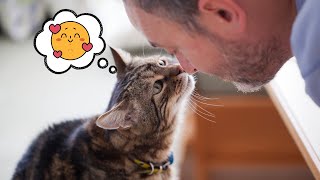 11 Wacky Things Cats Do When Greeting Their Owners And Why (ESPECIALLY NUMBER 3)