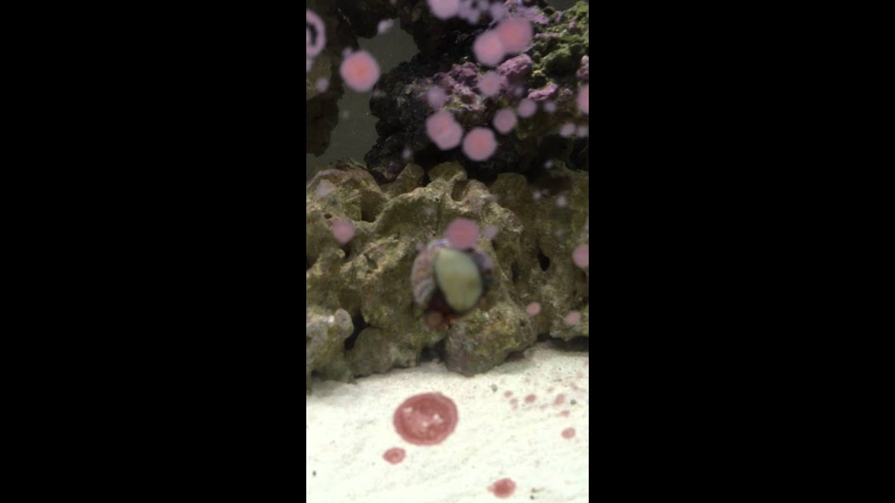 What The Heck Is This Pink Stuff On Gl Of My Nano R What The Heck Is This Pink Stuff On Gl Of My Nano R Tank Plus Look At Freshwater