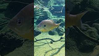 Turtles and Fish Ambiance to Relax/Study To | San Diego Zoo ZOOthing Tunes LoFi