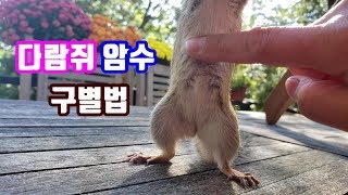 [ENG] 다람쥐 암수 구별: 줄무늬 다람쥐의 암컷과 수컷 구별하는 방법 How to tell male or female chipmunks