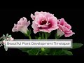 Beautiful plant growing timelapse  blooming flowers timelapse