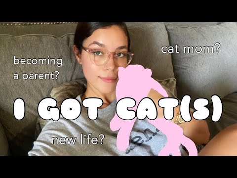 vlog: i just bought two kittens! ♡ new family members, i got a cat, new