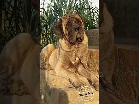 Mastiffs Always 👑 // Rahul Pets //#shorts #viral #rahulpets #trending #englishmastiff