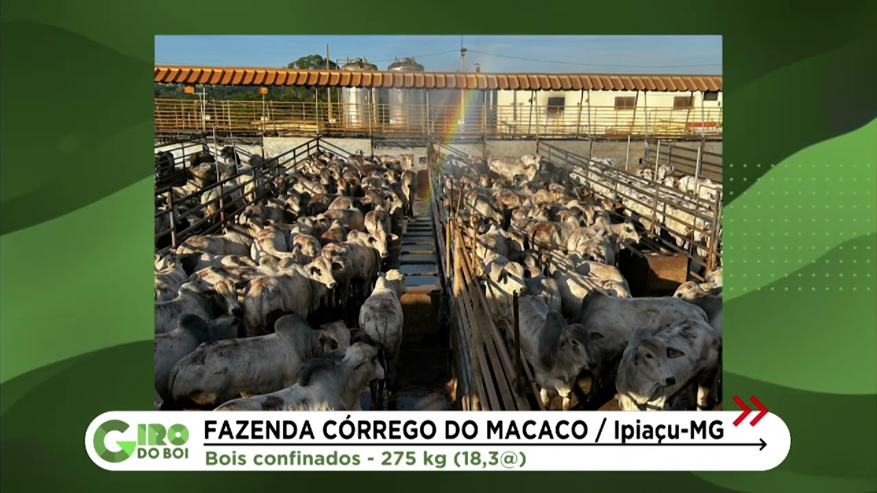 IPIAÇU (MG): BOIADA CONFINADA PRECOCE CHEGA A 18 ARROBAS; VEJA DETALHES