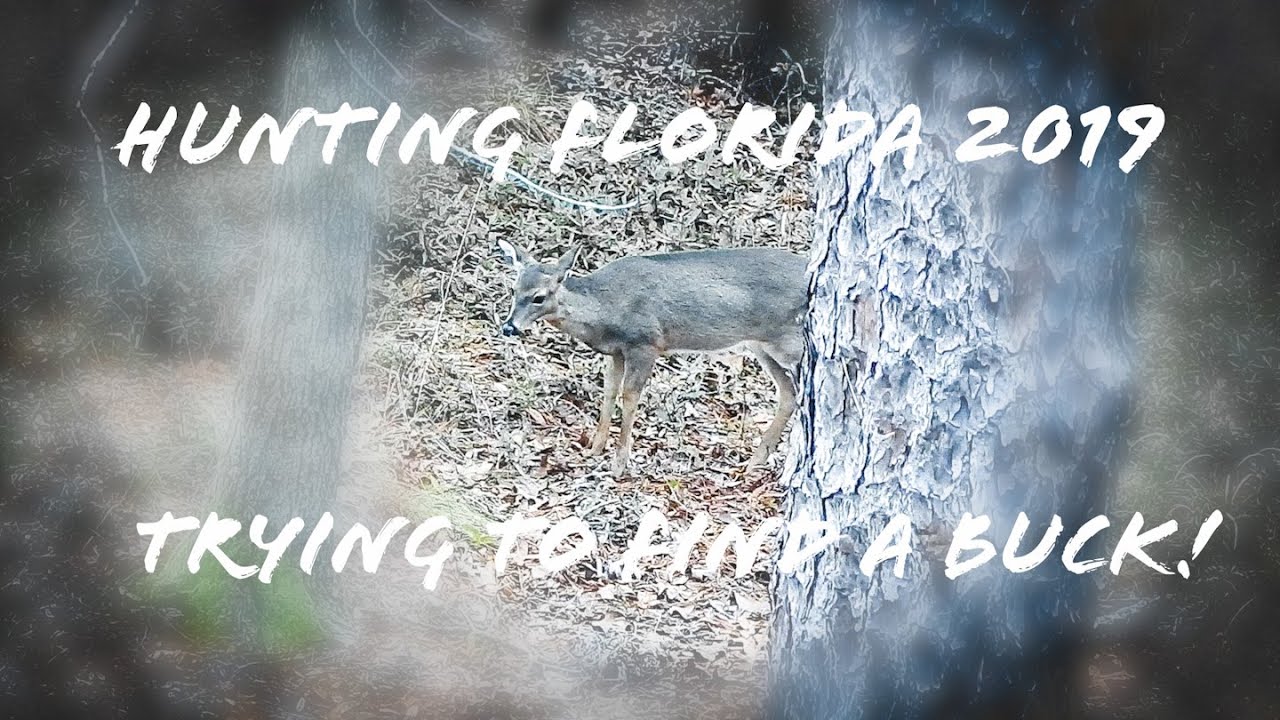 Hunting Florida 2019 "Trying to find a buck" 
