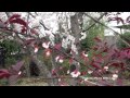 Capture de la vidéo Early Spring Flowers With Russell Malone
