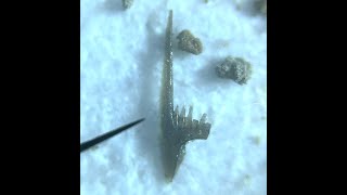 Extracting microfossils from Paleozoic limestone