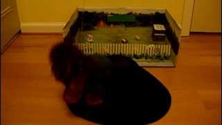 Webkinz Sing Off